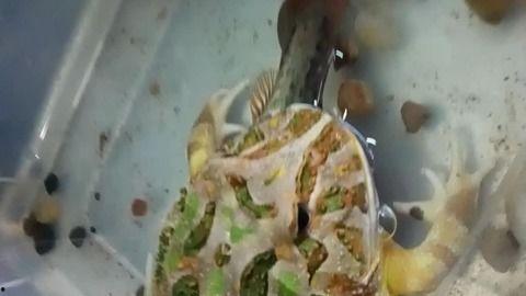 泥鳅吃小瓜,小瓜的奇妙滋味