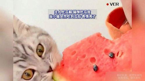 吃瓜猫咪,猫咪视角下的瓜田奇遇记