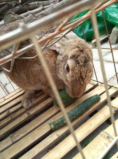 吃瓜的小鬼兔,网络红人的崛起与影响力