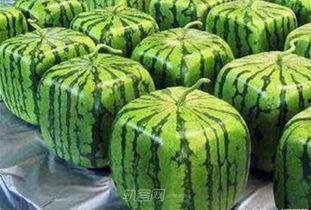 带你吃瓜变异蜗牛,奇特的生物现象揭秘