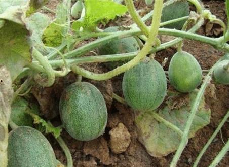 摘点瓜吃,轻松享受生活的小确幸