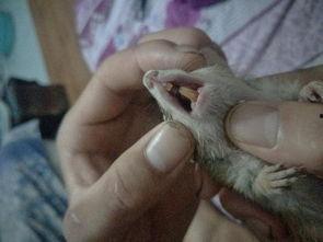 金花松鼠吃瓜,金花松鼠的夏日瓜果盛宴