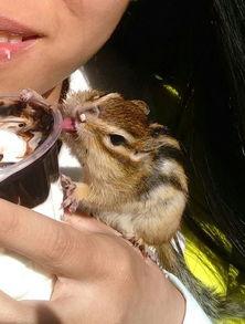 金花松鼠吃瓜,金花松鼠的夏日瓜果盛宴