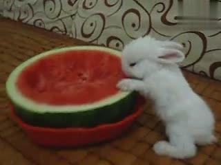 女瓜兔子吃吗,揭秘神秘生物的饮食习惯