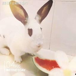 女瓜兔子吃吗,揭秘神秘生物的饮食习惯
