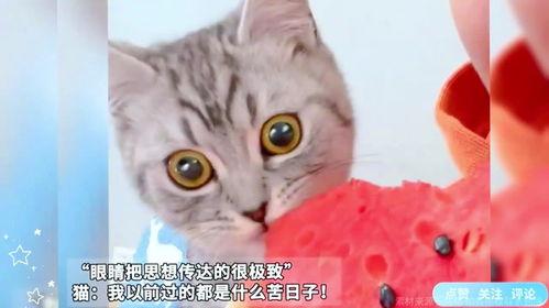 猫猫小猫可以吃瓜,瓜果时光