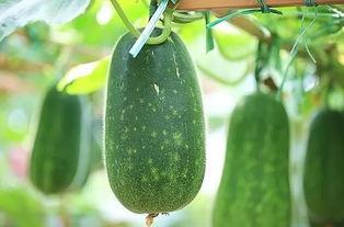 伏天吃三瓜是哪三瓜,清凉一夏养生秘籍