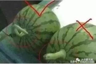 师瓜真么吃,揭秘传统美食的独特风味与制作方法