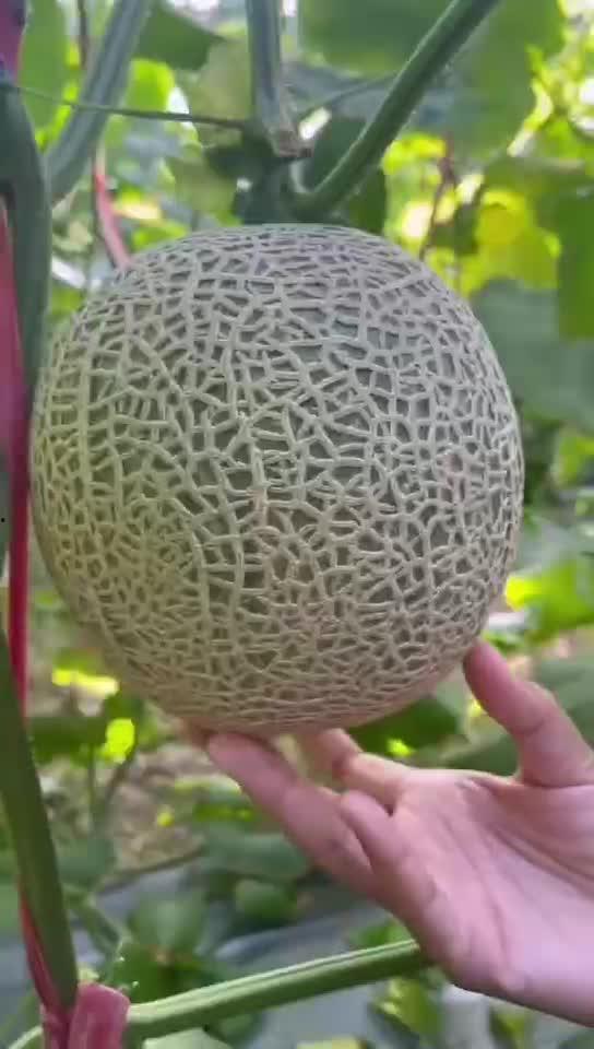 怎么吃玲珑瓜,解锁美味新体验