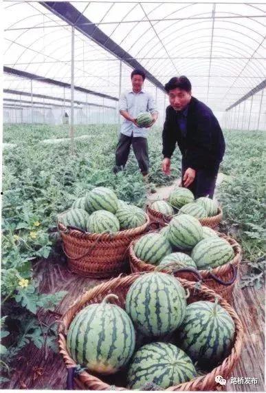 海衫文化吃瓜,揭秘网络“吃瓜”现象背后的社会心理