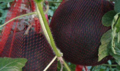 儋州吃瓜视频,揭秘当地特色美食与风土人情